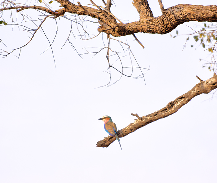 Lilac-breated roller